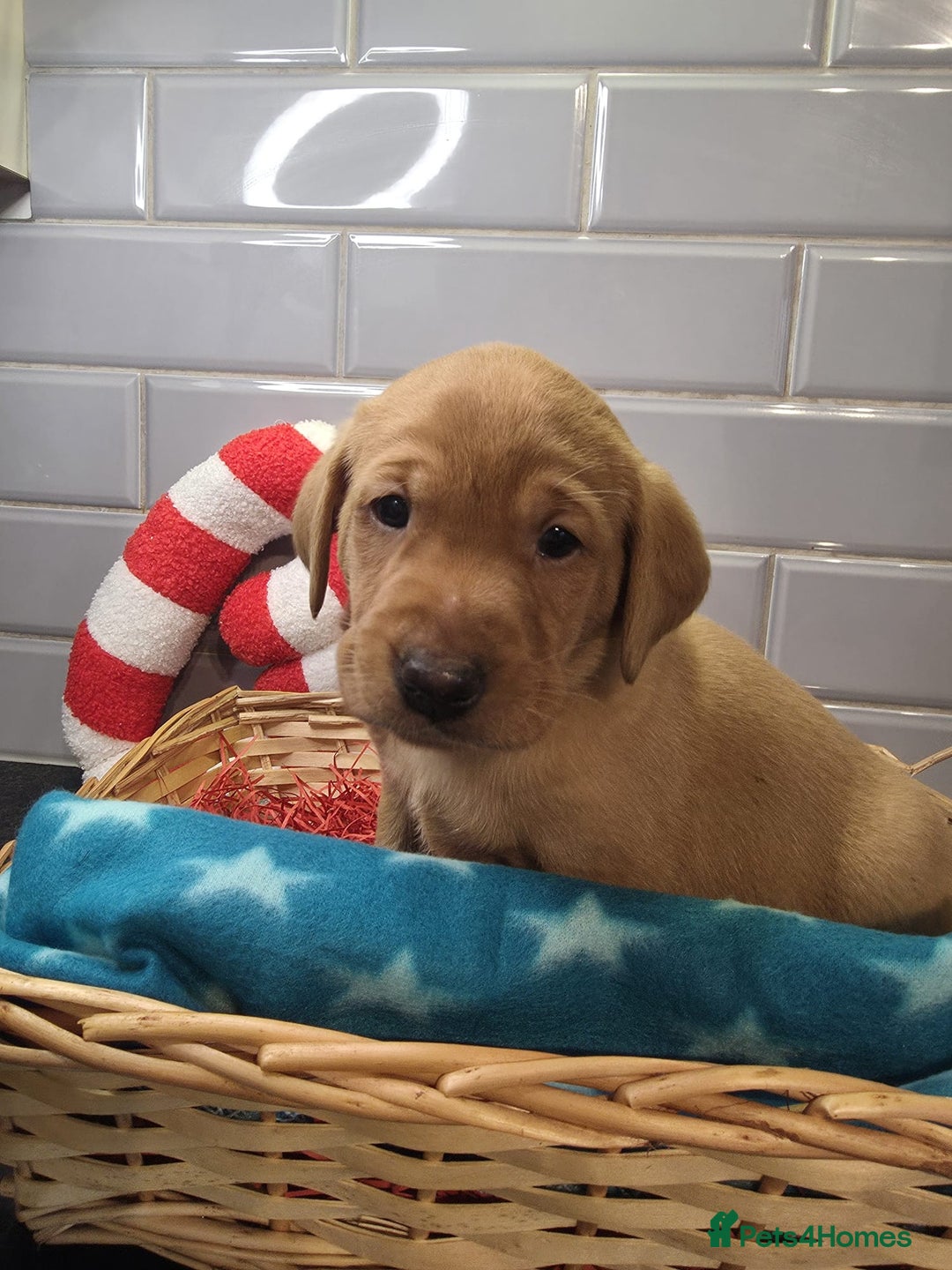 Labrador Retriever dogs for sale: STUNNING RED FOX LABS AVAILABLE 9TH JAN - Advert 9