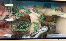 Python Snake reptiles for sale: Female Royal Python  - Image 5