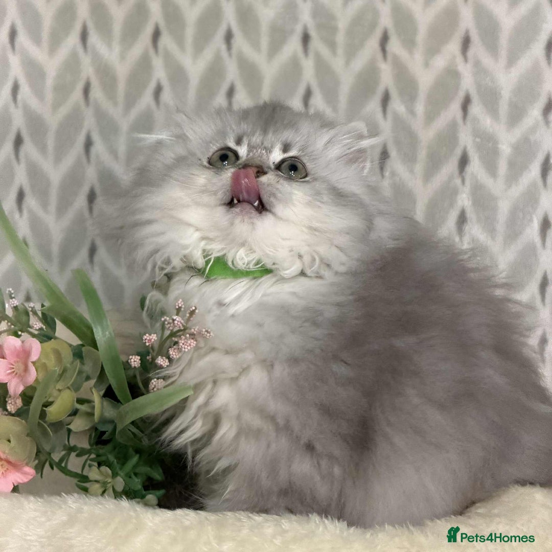 British Shorthair cats for sale: ⭐️Adorable TICA British Short/Long hair girls⭐️ - Advert 9