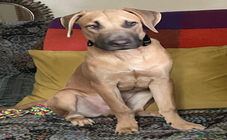 Mixed Breed dogs - Advert 1