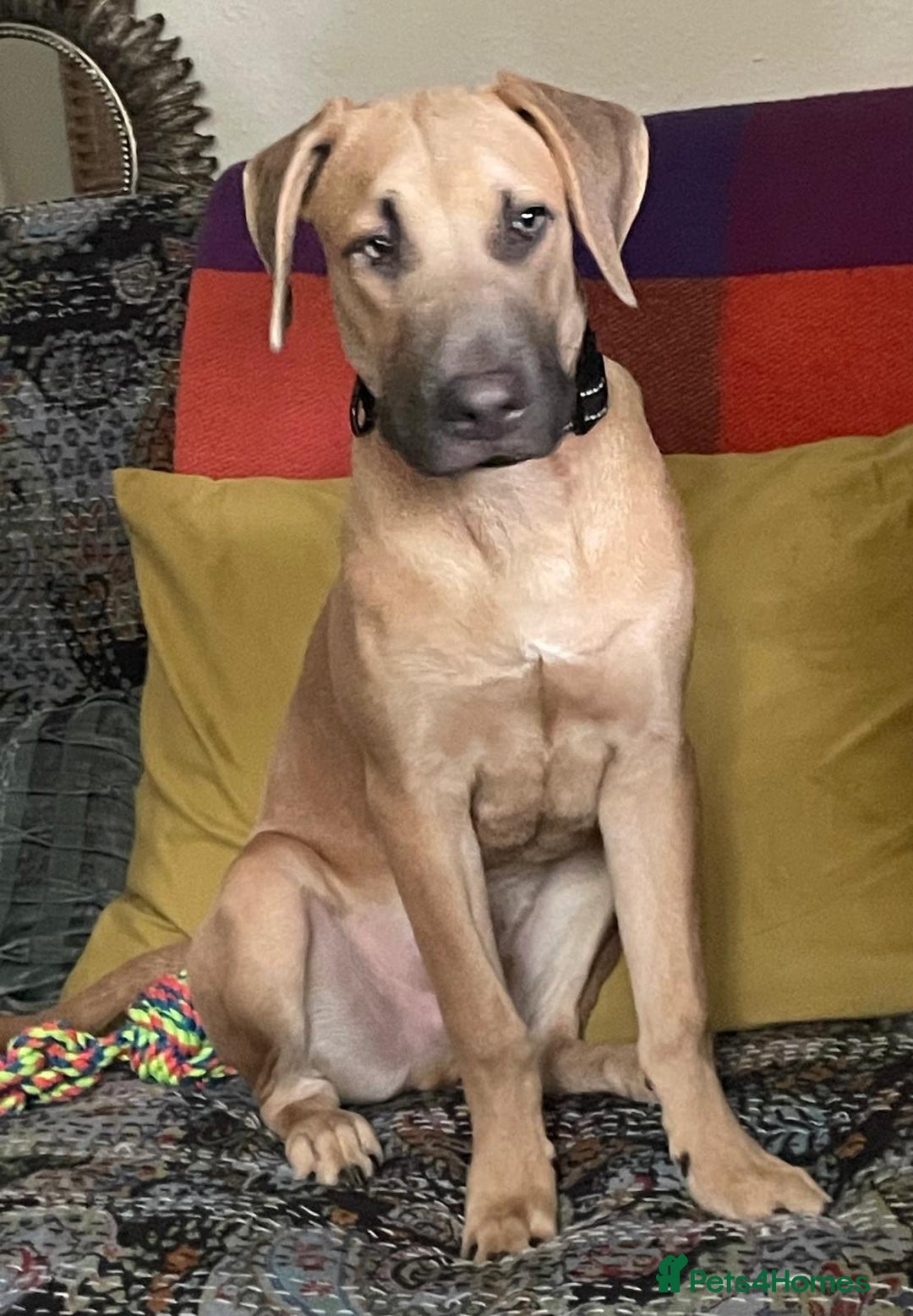 Mixed Breed dogs for sale: 10 month old staff/lab mix - Image 1