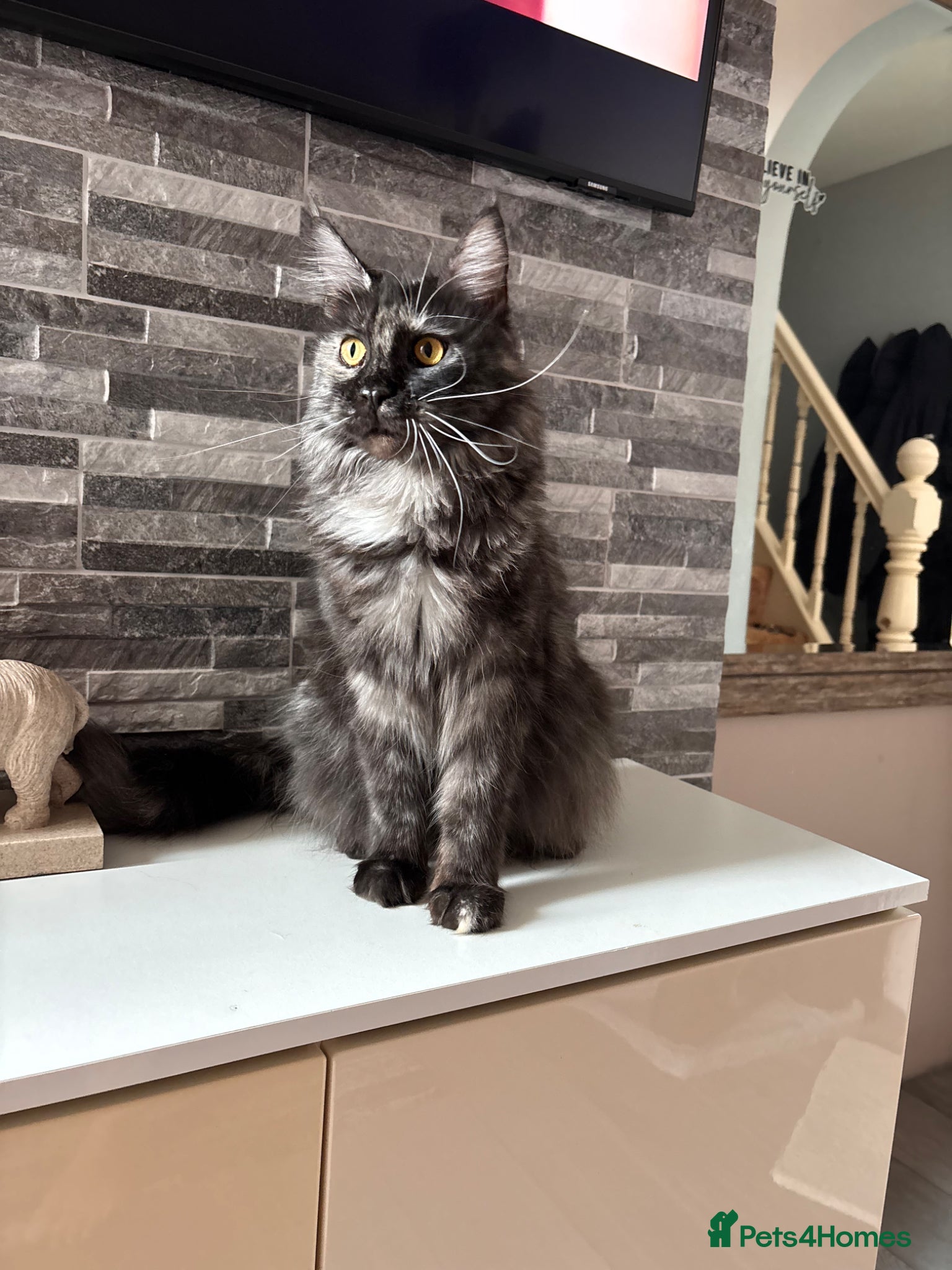 Maine Coon cats 💕GCCF Stunning Gorgeous Female For sale💕 - Advert 17