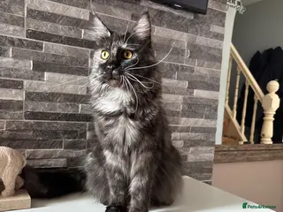 Maine Coon cats 💕GCCF Stunning Gorgeous Female For sale💕 - Advert 17