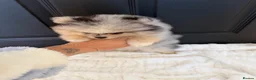 Pomeranian dogs for sale: Beautiful Merle Pomeranian  in Basildon - Advert 6