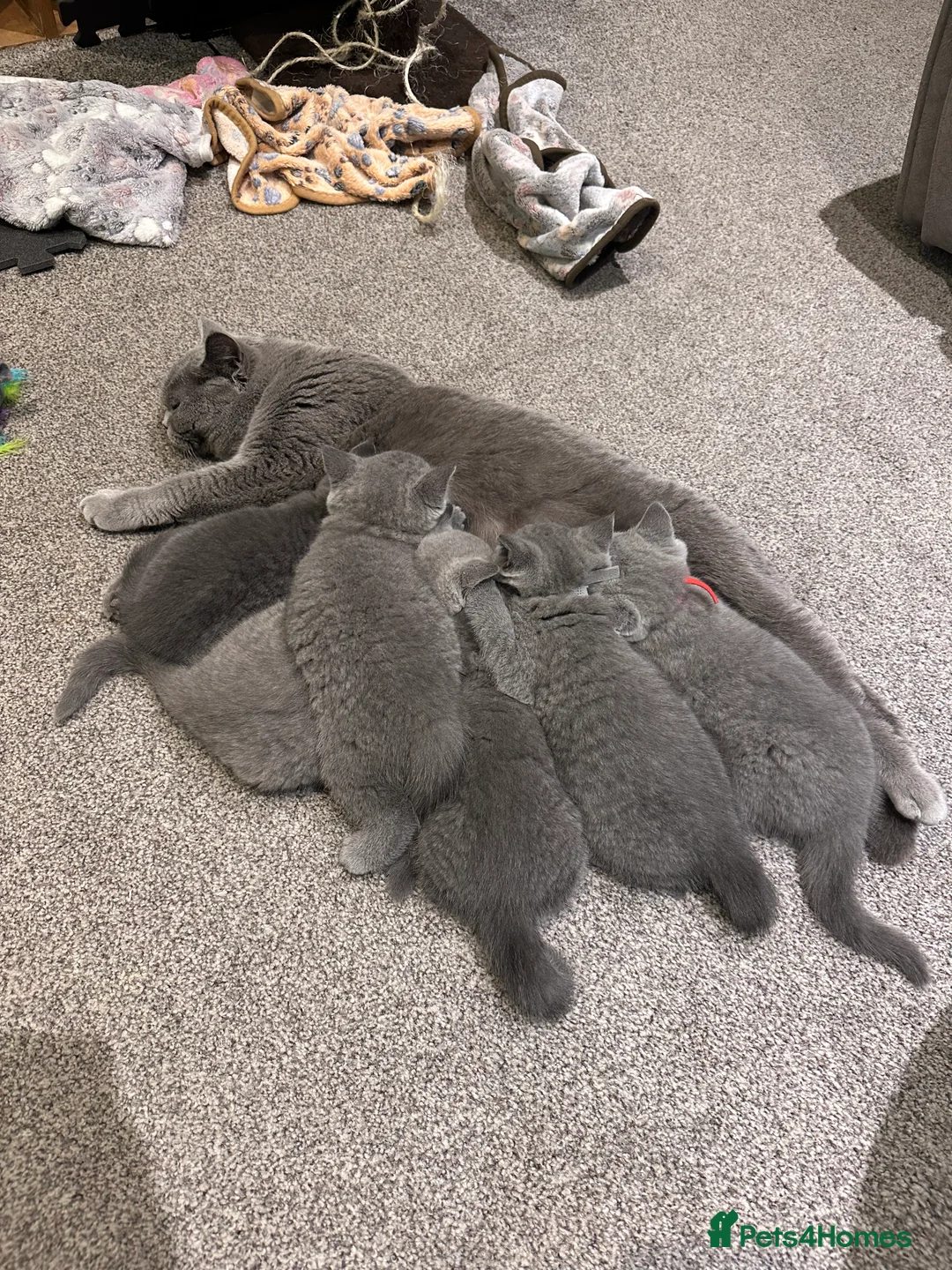 British Shorthair cats for sale: British shorthair kittens for sale  - Advert 8