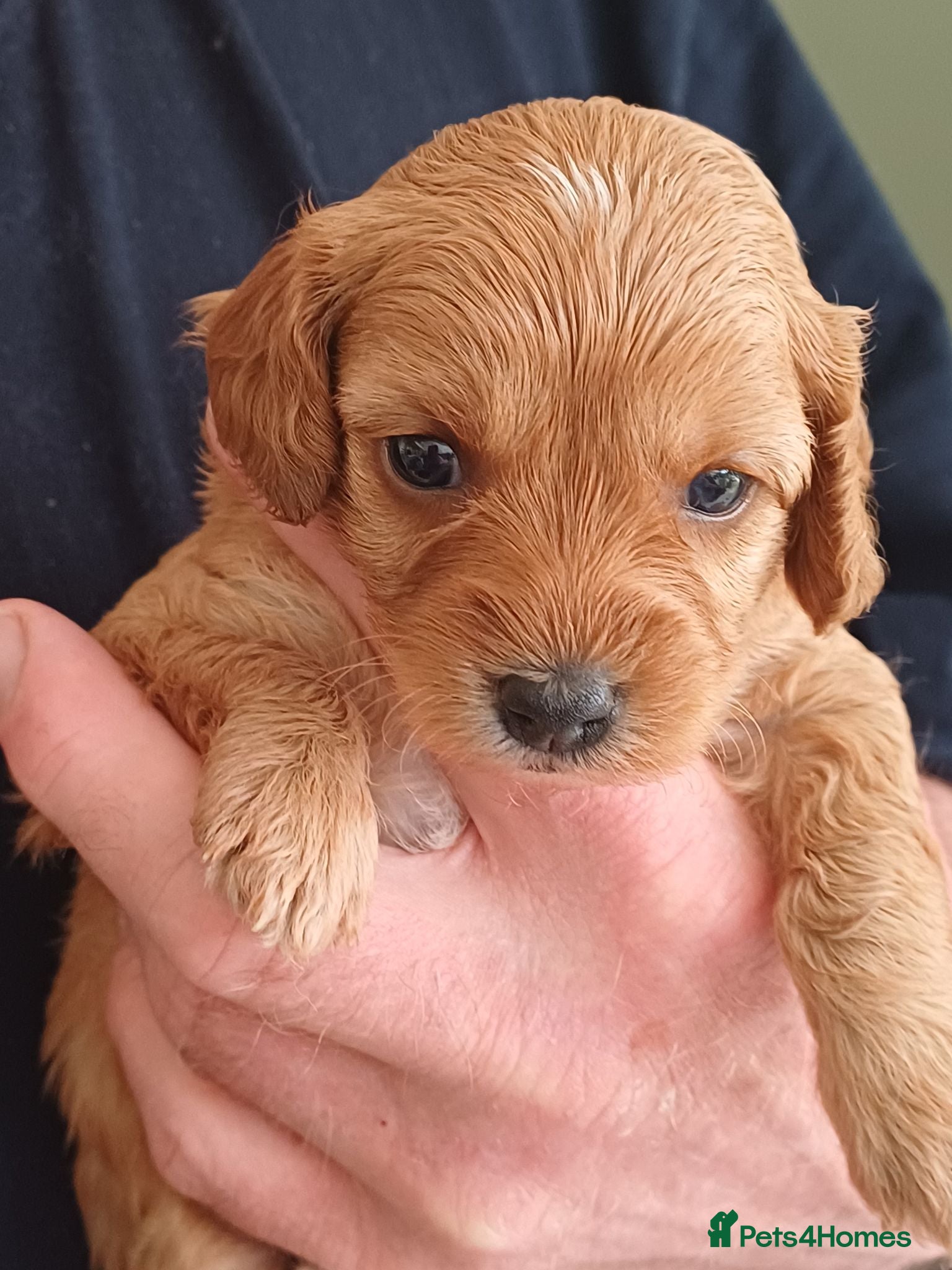 Cavapoo dogs HEALTH-TESTED CAVAPOO ETHICAL RESPONSIBLE BREEDING - Advert 1