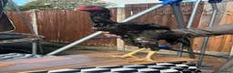 Mixed Breed birds for sale: Shamu Aseel Pure Breed - Advert 3