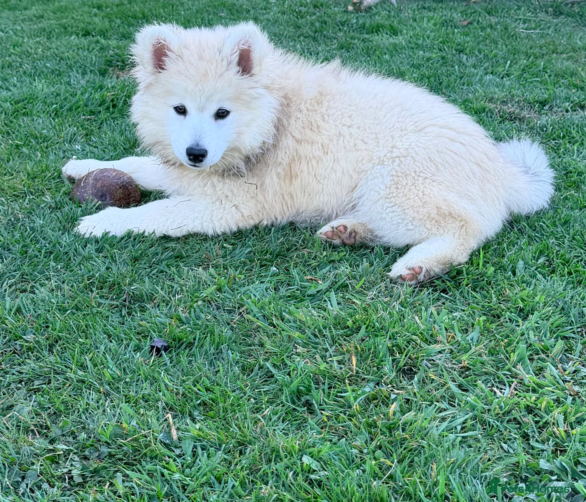 Mixed Breed dogs Pomsky puppies - Advert 8