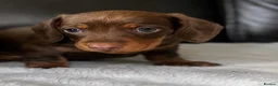 Miniature Dachshund dogs for sale: Miniature dachshunds  - Advert 7