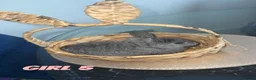 Mixed Breed rabbits for sale: 4 baby rabbits looking for thier forever home - Advert 11