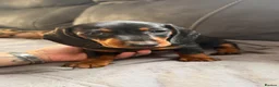 Miniature Dachshund dogs for sale: 3 Mini Daxi Puppies ready to leave - Advert 21