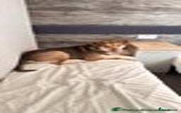Mixed Breed dogs for sale: Beautiful family dog - Image 5