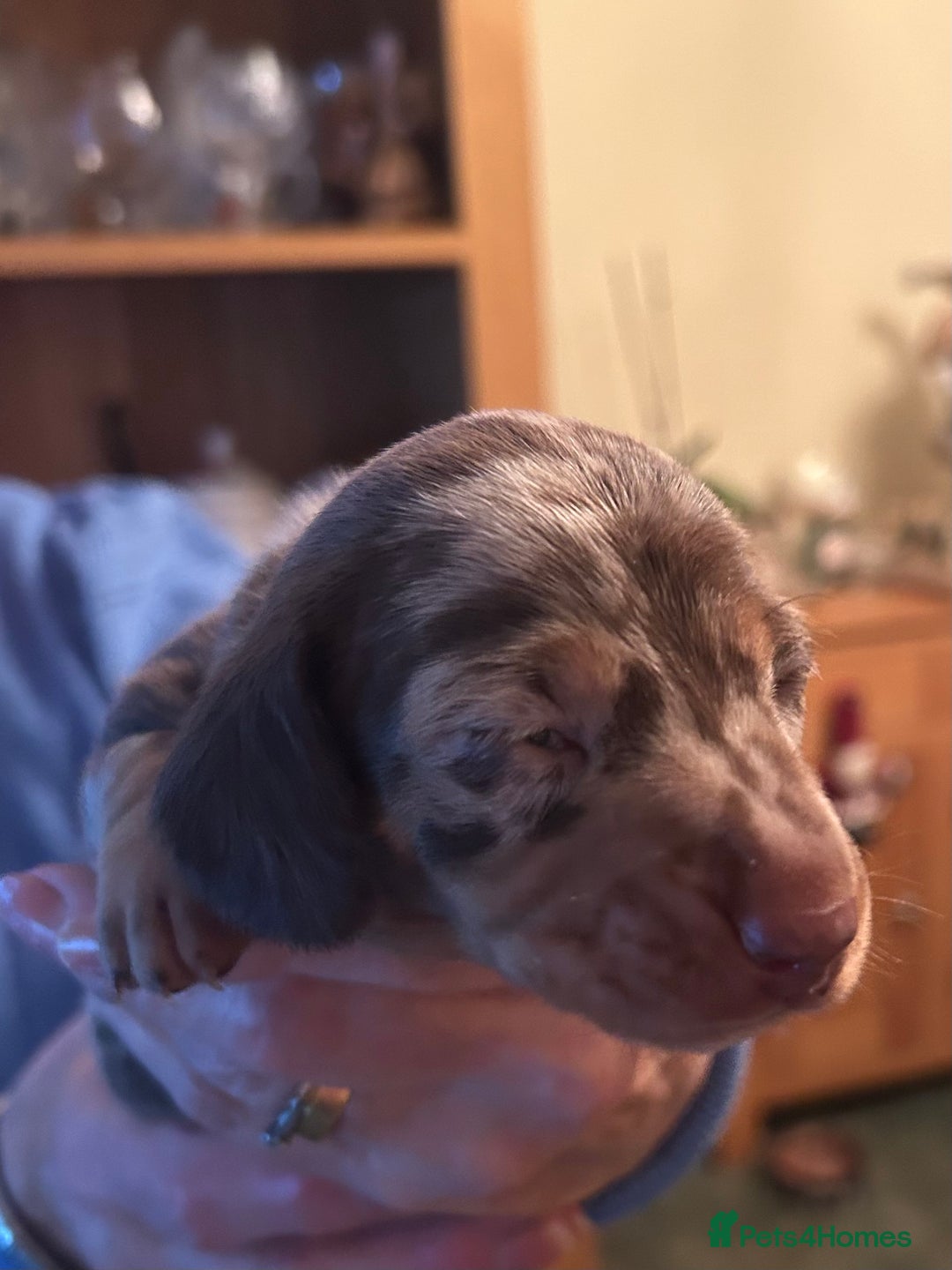 Miniature Dachshund dogs for sale: Isabella Dapple & chocolate & tan-dachshunds,  - Advert 31