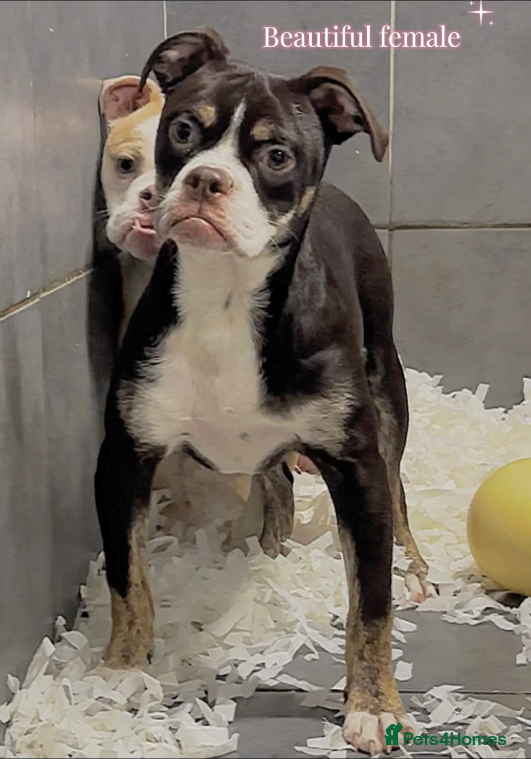 Olde English Bulldogge dogs for sale: 23 years experience, 5⭐️council approved licensed - Advert 1