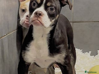 Olde English Bulldogge dogs 23 years experience, 5⭐️council approved licensed - Advert 1