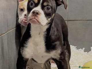 Olde English Bulldogge dogs 23 years experience, 5⭐️council approved licensed - Advert 1