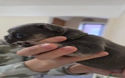 French Bulldog dogs for sale: Beautiful litter of French Bulldogs - Advert 10