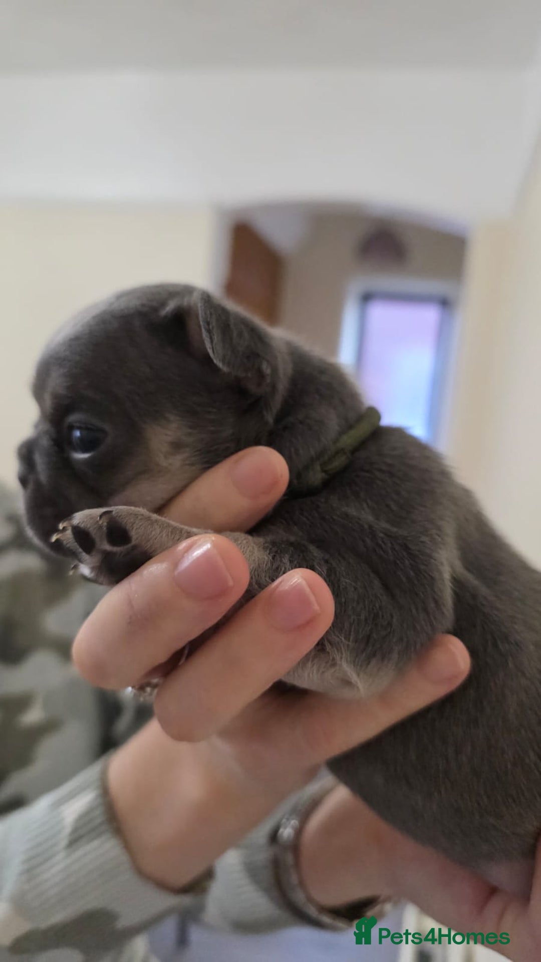 French Bulldog dogs for sale: Beautiful litter of French Bulldogs - Advert 10