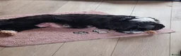 Tibetan Terrier dogs for sale: Tibetan Terrier puppies  - Advert 10