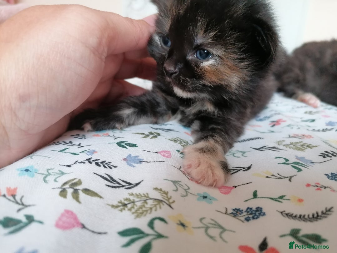 Domestic Shorthair cats for sale: Stunning kittens for sale  - Image 30