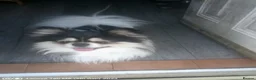 Pomeranian dogs for sale: Pom puppies male and female - Advert 1