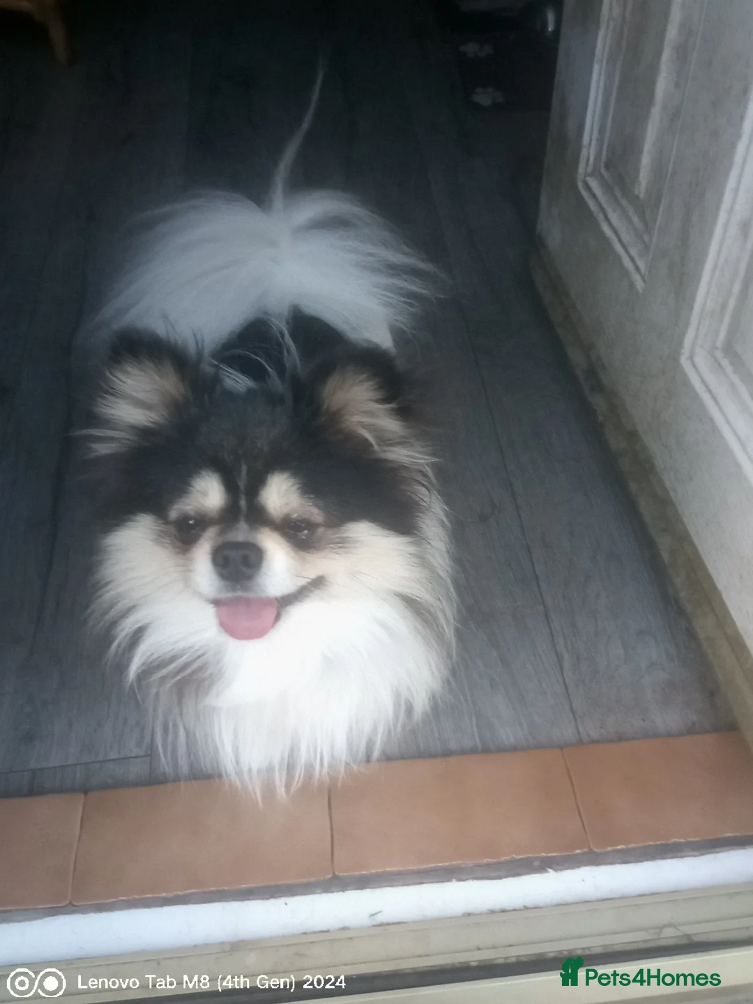 Pomeranian dogs for sale: Pom puppies male and female - Advert 1