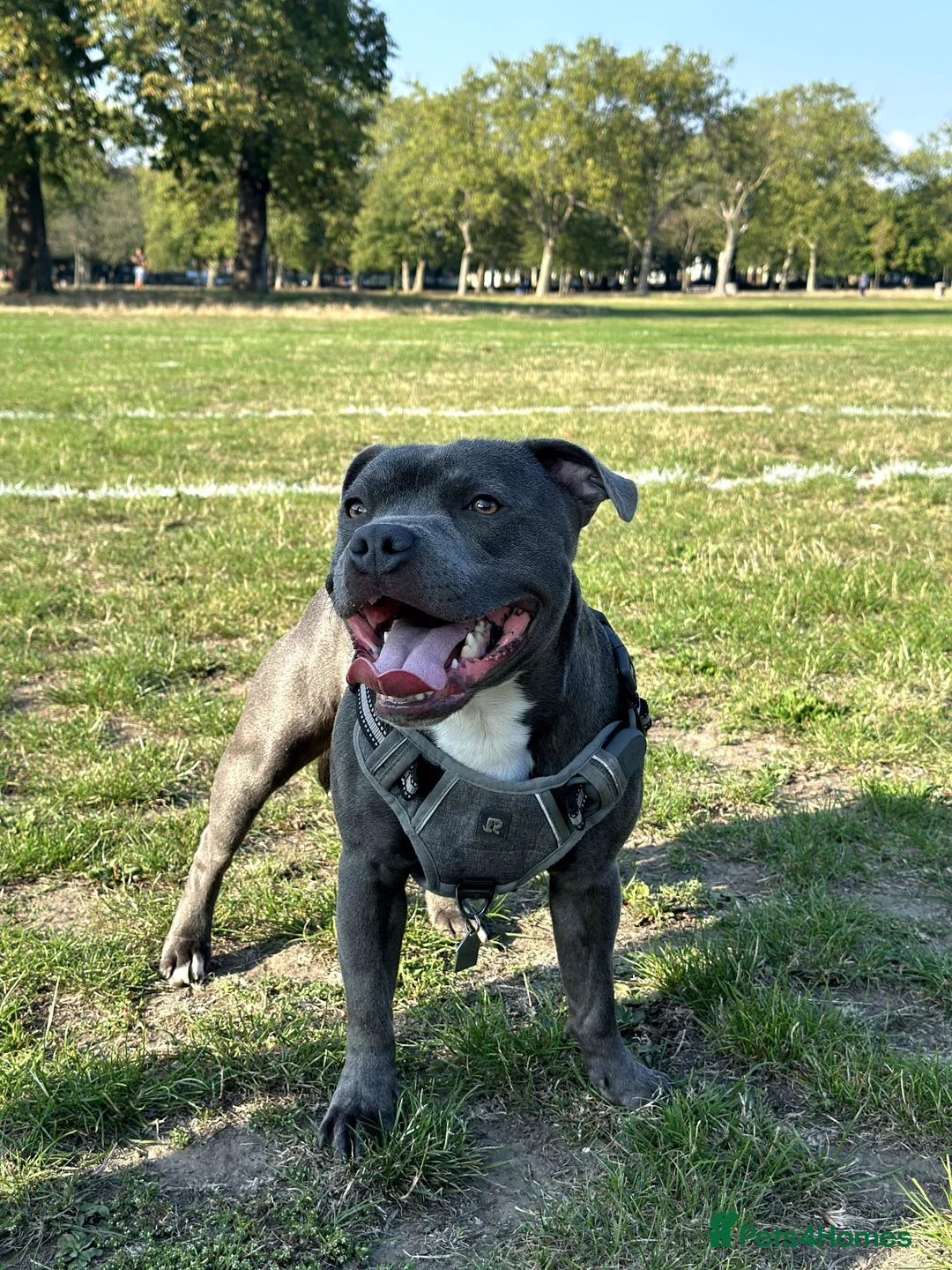 Staffordshire Bull Terrier dogs for stud: Staffordshire Bull Terrier Stud — Loki - Advert 1