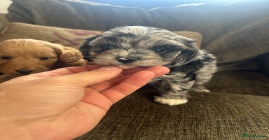 Cavapoo dogs - Advert 4