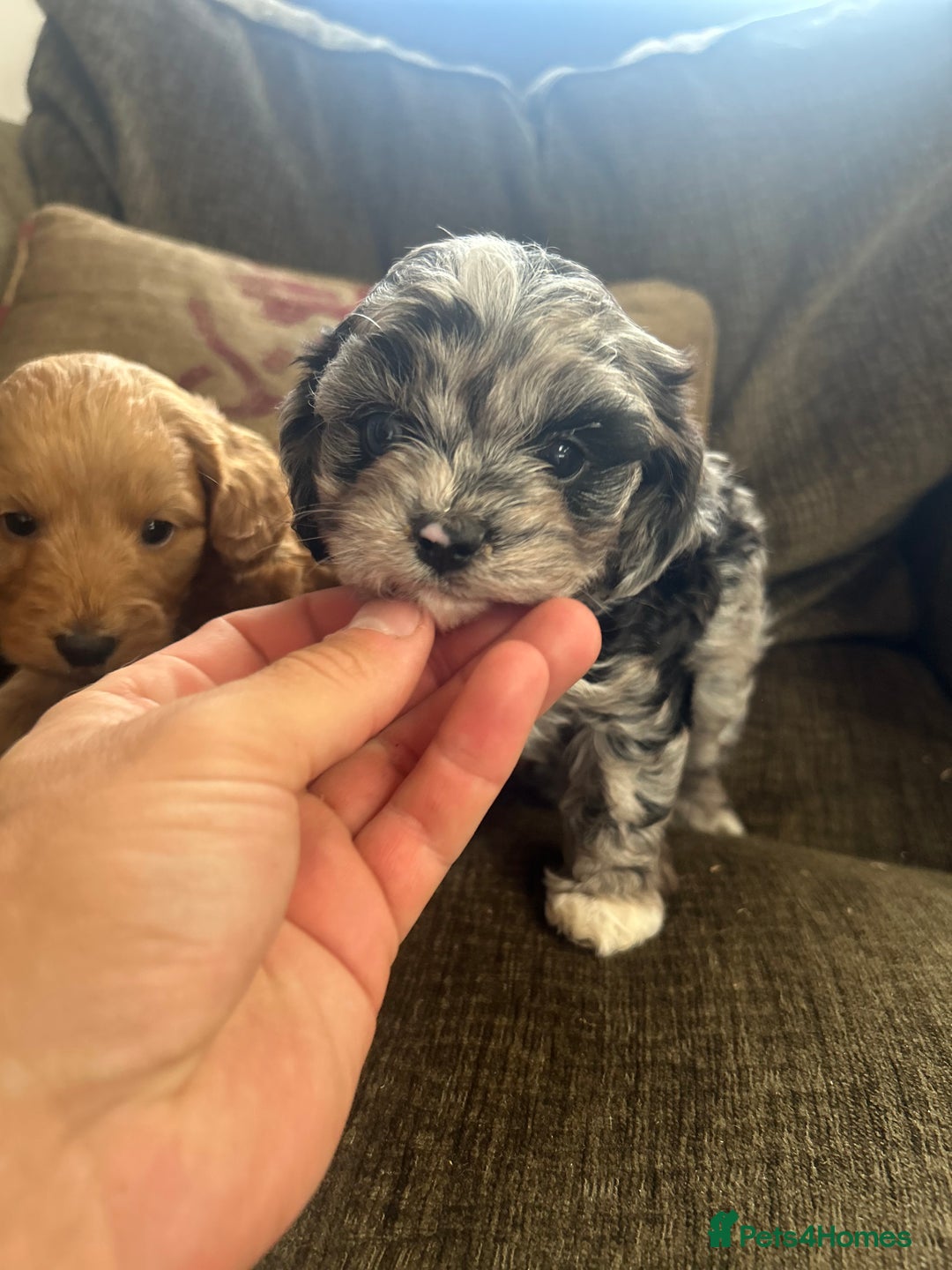 Cavapoo dogs for sale: Cavapoo puppies - Image 3