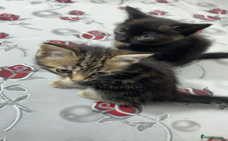 Domestic Shorthair cats - Advert 1