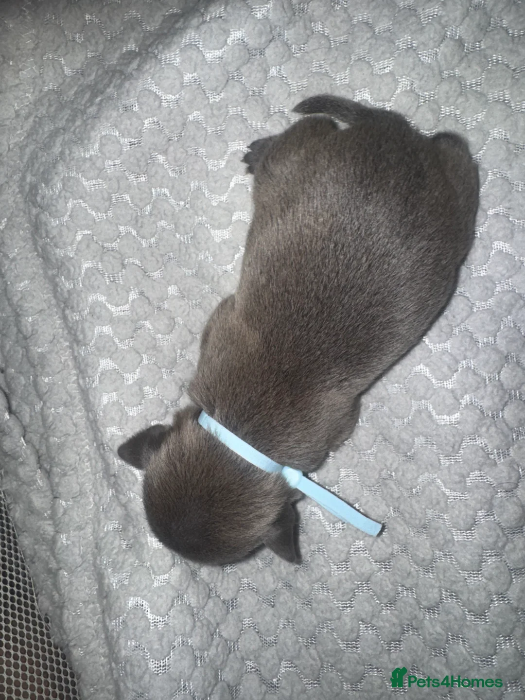 Staffordshire Bull Terrier dogs for sale: Solid Blue staff puppies  - Advert 8