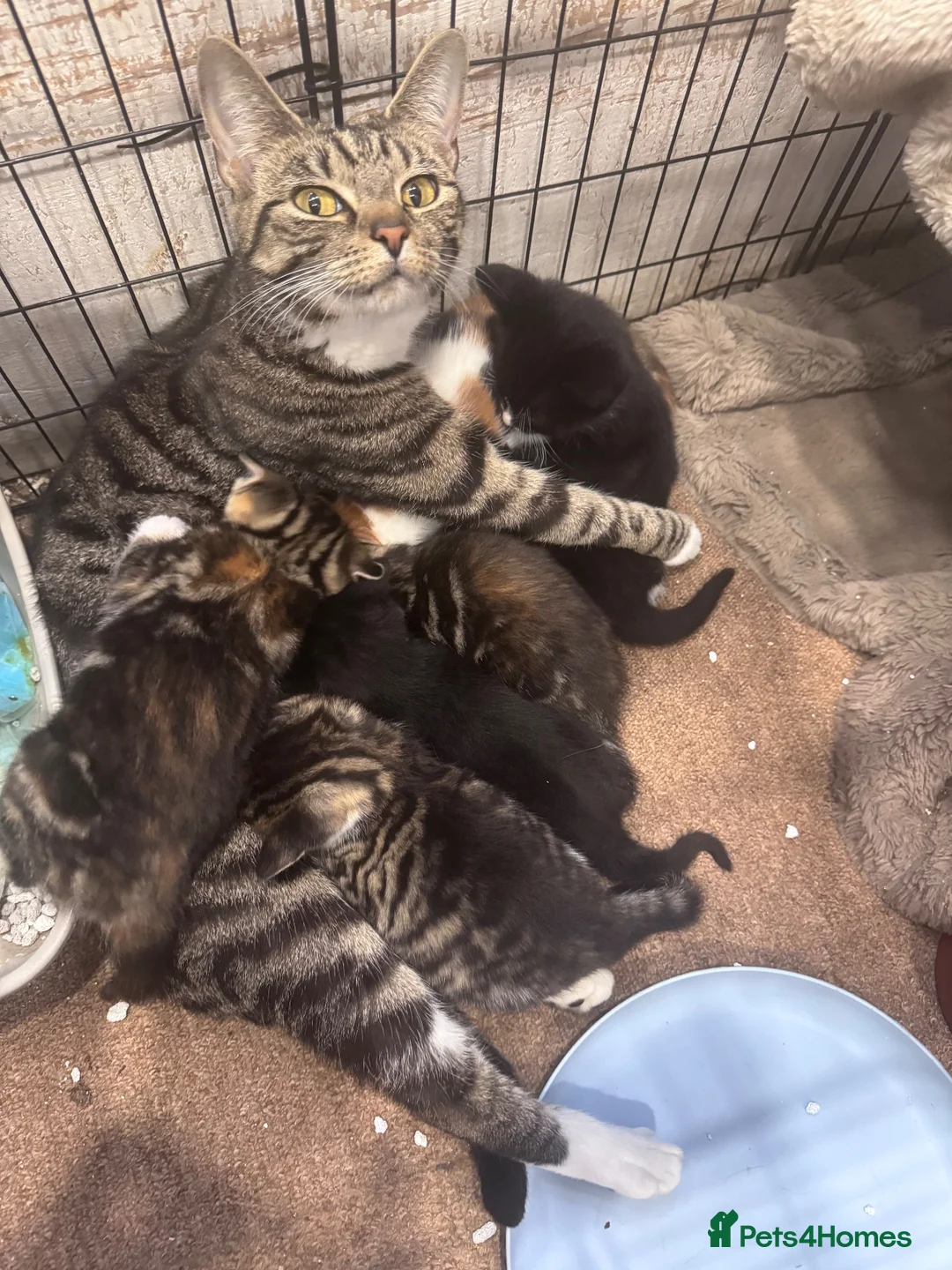 Mixed Breed cats for sale: 8 Beautiful mixed breed kittens looking for a home - Advert 2