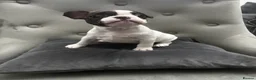 French Bulldog dogs for sale:  French bulldog puppies 1 male 1 female left - Advert 21