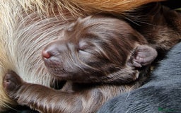 Labrador Retriever dogs for sale: Labrador Retriever Puppies - Image 1