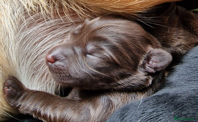 Labrador Retriever dogs - Advert 15