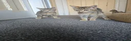 Domestic Shorthair cats for sale: 5 beautiful tabby kittens for Sale!!! - Advert 3