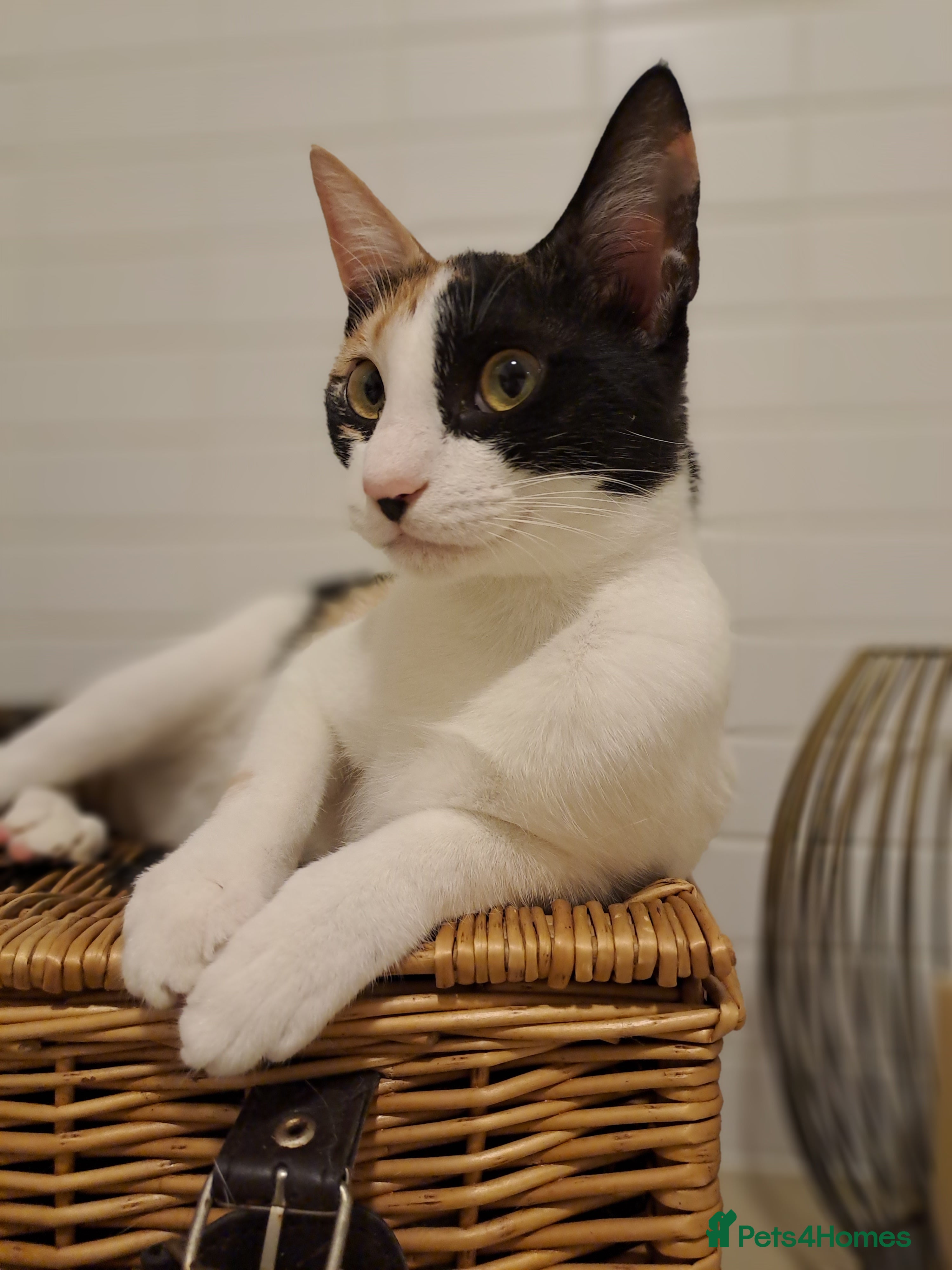 Mixed Breed cats Suzie - the sweet and crazy little monkey in London - Advert 10