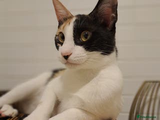 Mixed Breed cats Suzie - the sweet and crazy little monkey in London - Advert 3