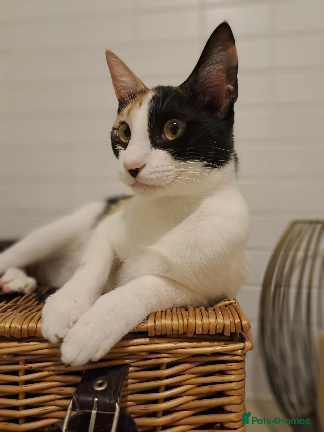Mixed Breed cats for adoption: Suzie - the sweet and crazy little monkey in London - Advert 1