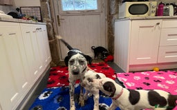 Mixed Breed dogs for sale: Collie x Dalmatian Puppies - Advert 8