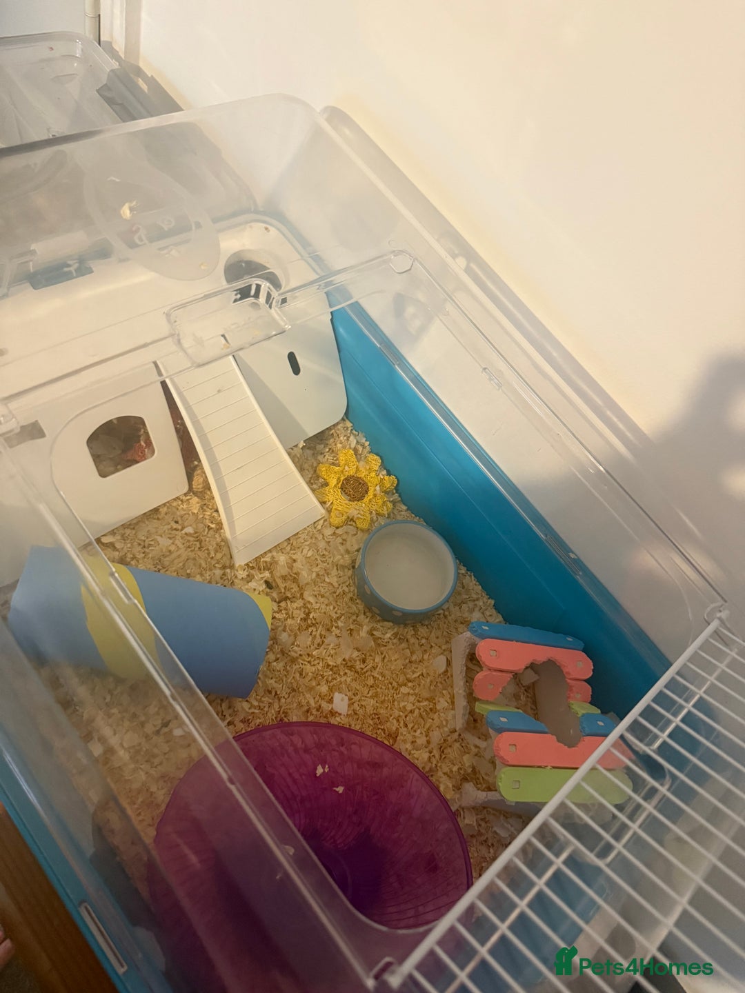 Hamster rodents for sale: Dwarf Hamster - Image 5