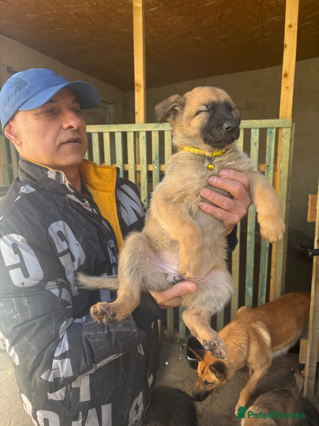 Mixed Breed dogs for sale: German shepherd.  - Advert 16