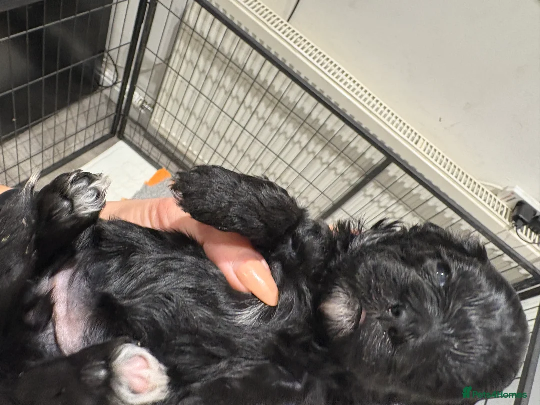 Shihpoo dogs for sale: Shihpoo f1 puppies  🩷🩷 - Advert 23