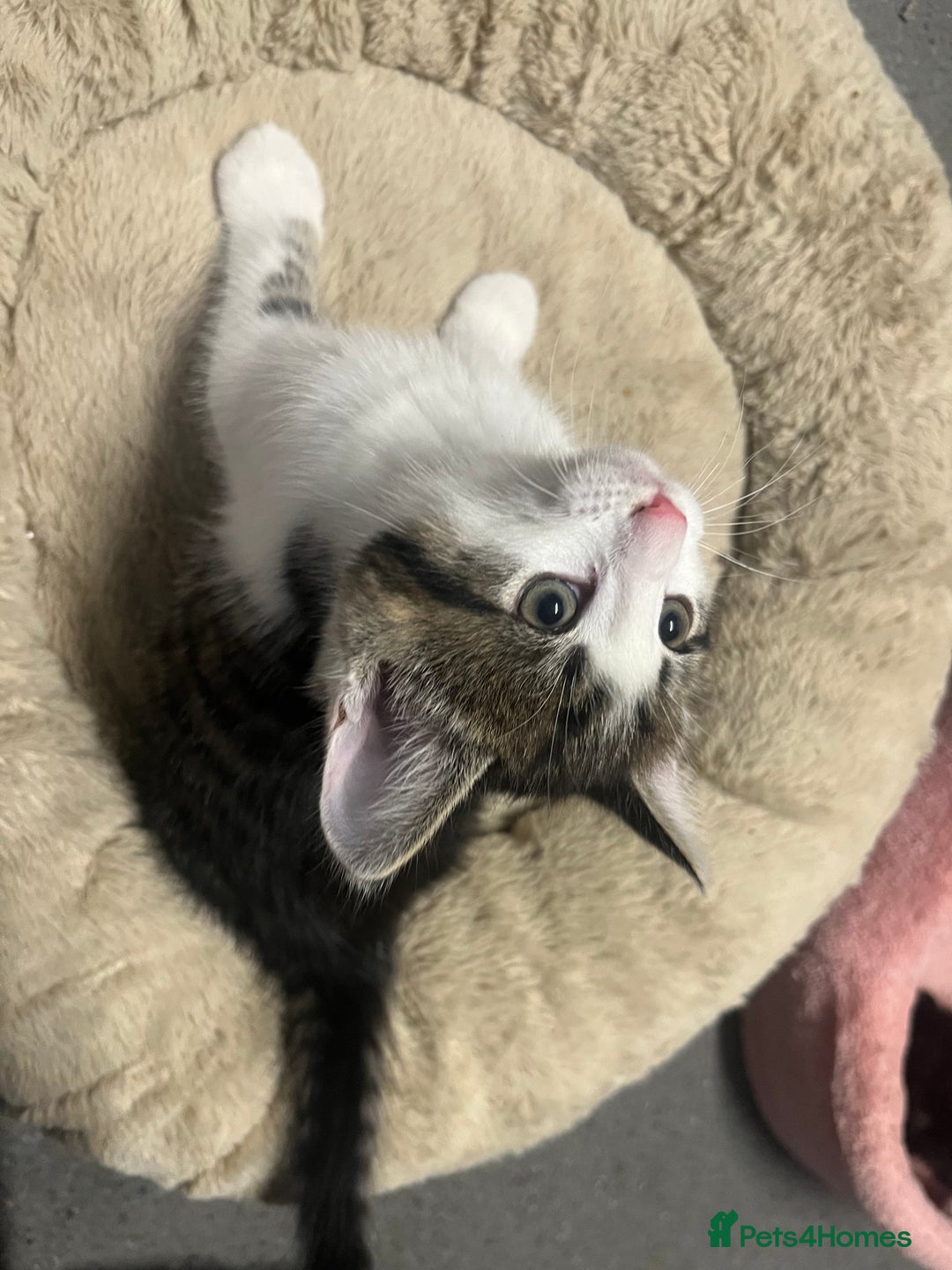 Mixed Breed cats for sale: 🐾 2Beautiful Kittens  - Advert 2