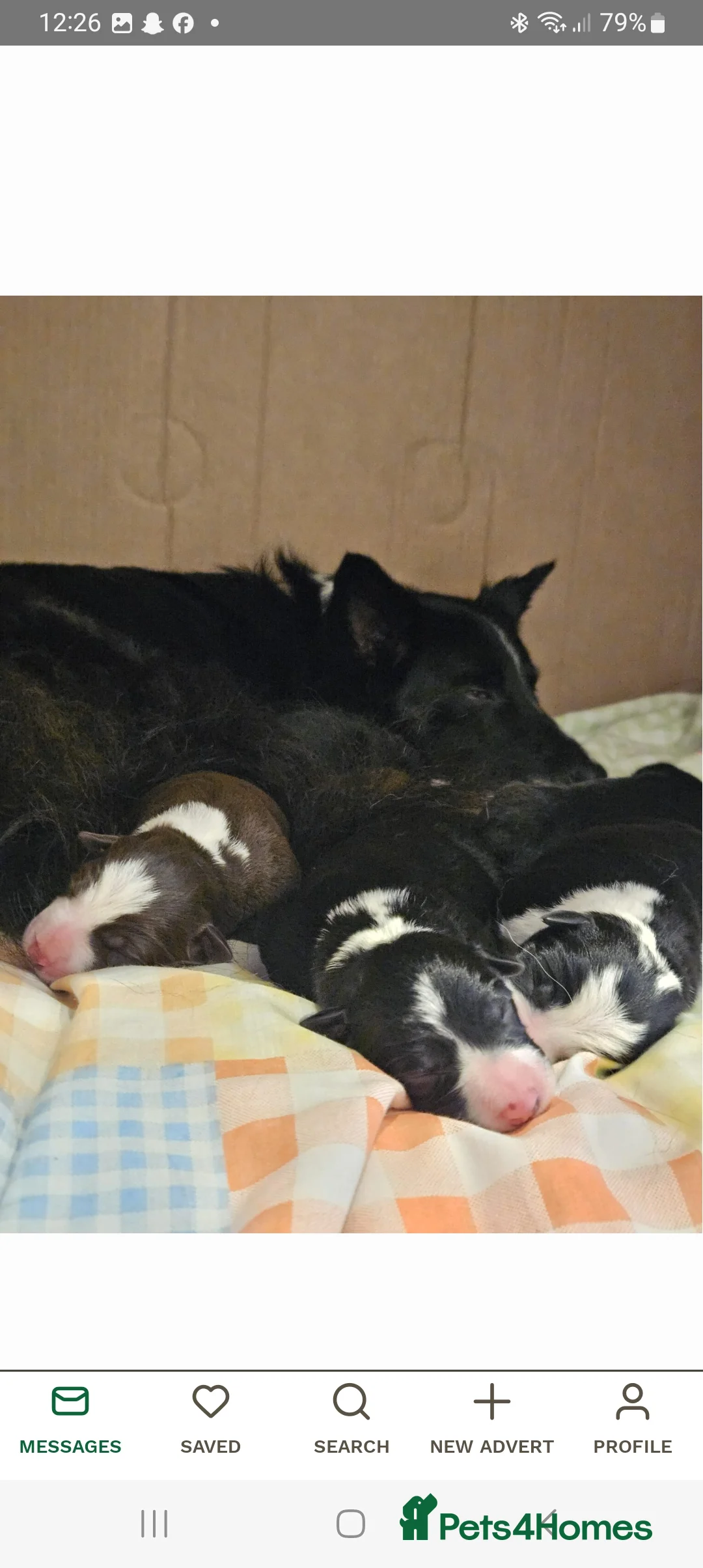 Border Collie dogs for stud: Milo for stud (PROVEN) in Chesterfield - Advert 21