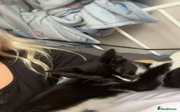 British Longhair cats for sale: 12 week old kitten  - Image 5