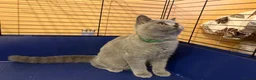 British Shorthair cats for sale: 🌟GCCF BSH 🏆Champion Bloodline 🌟5-Gen Pedigree🌟 - Advert 8