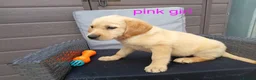 Goldador dogs for sale: Beautiful f1 Goldador puppies - Advert 9