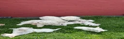 Bichon Frise dogs for sale:     🐶 6 Adorable Puppies Looking for a Home - Advert 2