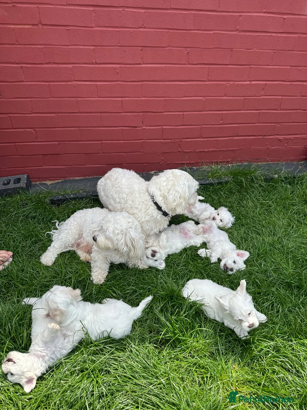 Bichon Frise dogs for sale:     🐶 6 Adorable Puppies Looking for a Home - Advert 2